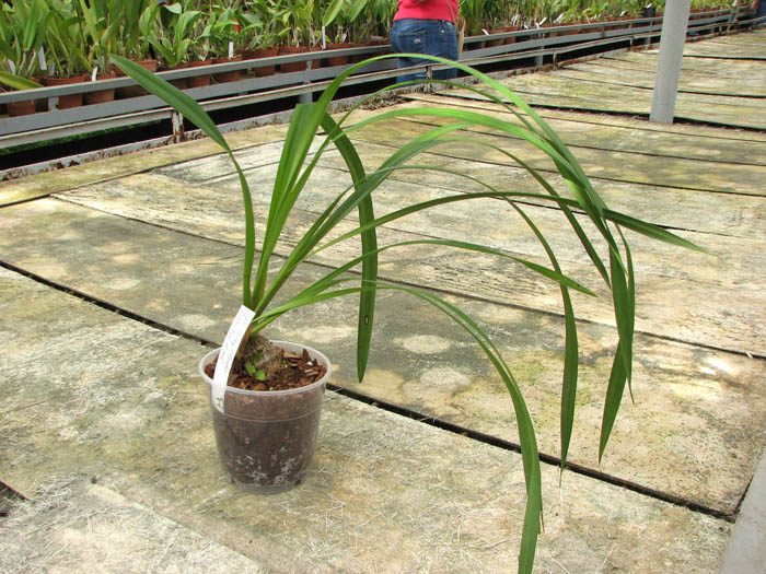 Cym Lucky Flower 'Ammitsu Hime'.jpg