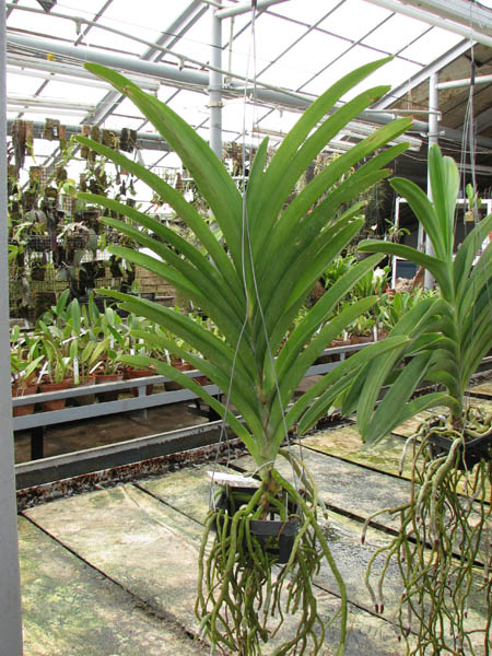 Ascocenda Princess Mikasa.jpg