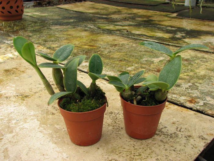 Cattleya nobilior amalie.jpg