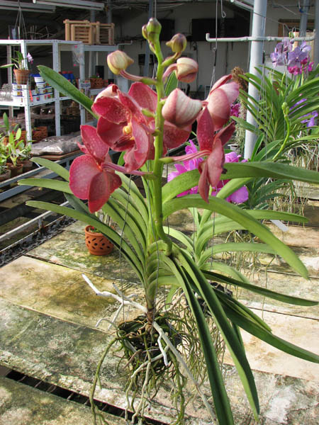 Ascocenda Pak Hai x Vanda Dr Anek.jpg