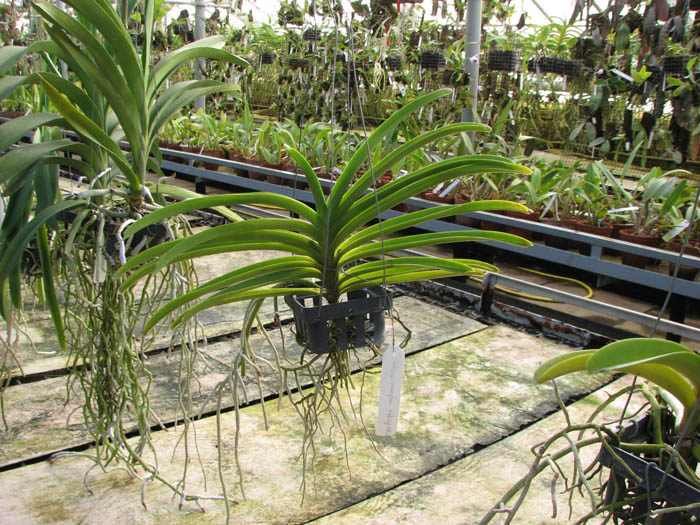 Vascostylis Veeraphan Midnight 'Blue'.jpg