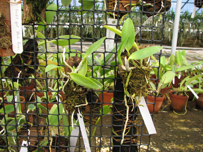 Laelia dayana tipo x self.jpg