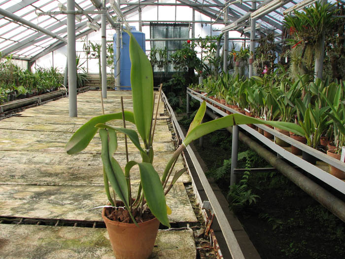 Brassolaeliocattleya Taiwan Queen 'Golden Monkey'.jpg