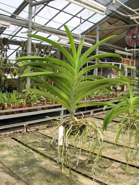Vanda Pure's Wax 'Violet Blue.jpg