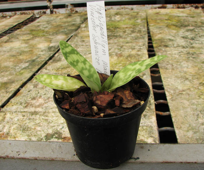 Paphiopedilum Maudiae Vinicolor 'Schwarze Madonna'.jpg