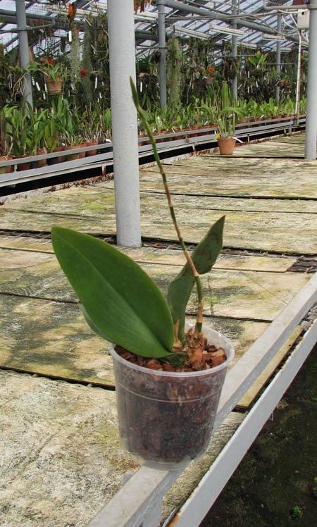 с цветоносом