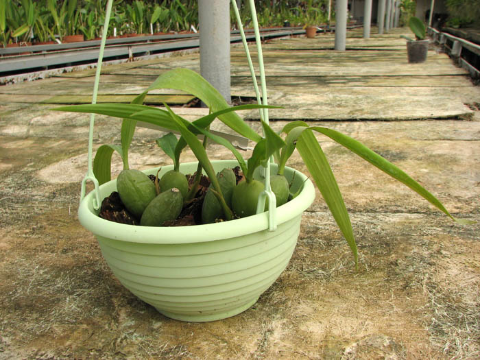 Coelogyne cristata.jpg