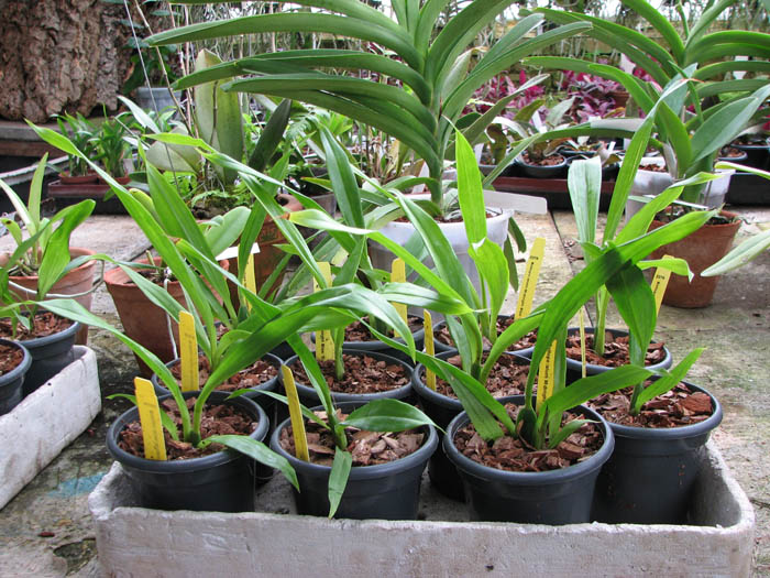 Bollopetalum Midnight Blue 'Cardinal'.jpg
