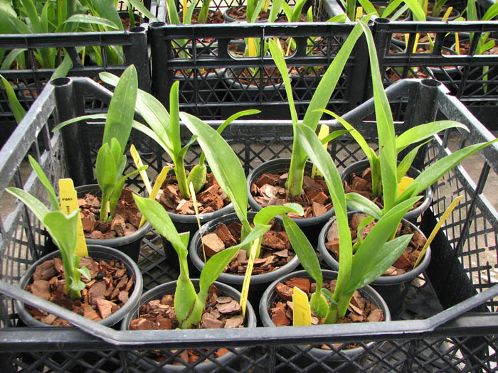 Beallara Tropic 'Tom 'Kinky'.jpg