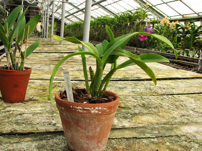 Epicattleya Siam Jade 'Avo' (Cattleya Penny Kuroda x Epicattleya Vienna Woods).jpg