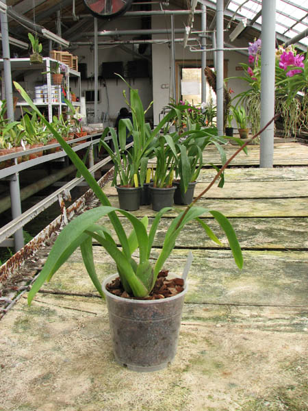 Vuylstekeara Yokara 'Perfection' x Oncidium leucochillum.jpg