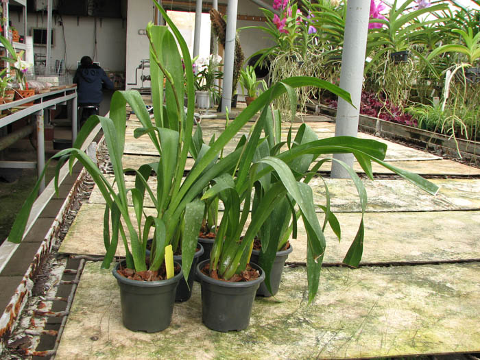 Beallara Patricia McCully 'Pacific Matriarch'.jpg