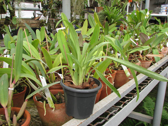 Vuylstekeara Michelle Rehfield 'Pacific Blue Skies'.jpg