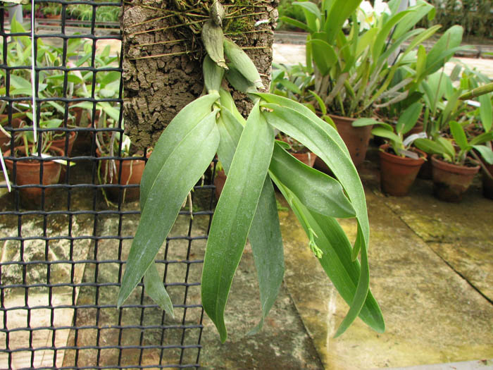 Prosthechea vitellina.jpg