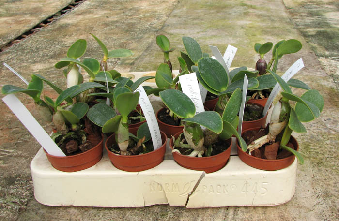 Cattleya nobilior amalie.jpg