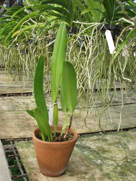Cattleya quadricolor alba x Cattleya quadricolor suavissima.jpg
