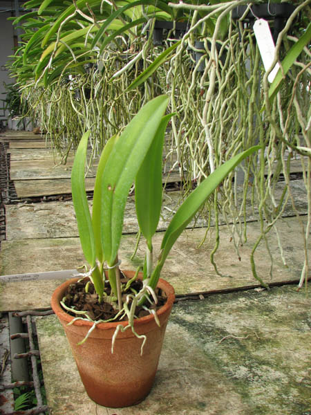 Cattleya quadricolor semi alba x Cattleya quadricolor 'Da Zoraide'.jpg