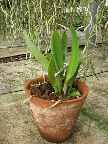 Cattleya percivaliana semi alba 'Altamira' (11-6) x percivaliana semi alba 'Carache' (06-6).jpg