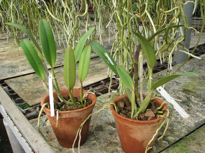 Cattleya lueddemanniana escura x lueddemanniana 'America'.jpg