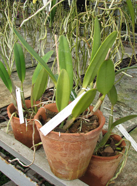 Cattleya eldorado tipo XXX x Cattleya eldorado rubra.jpg