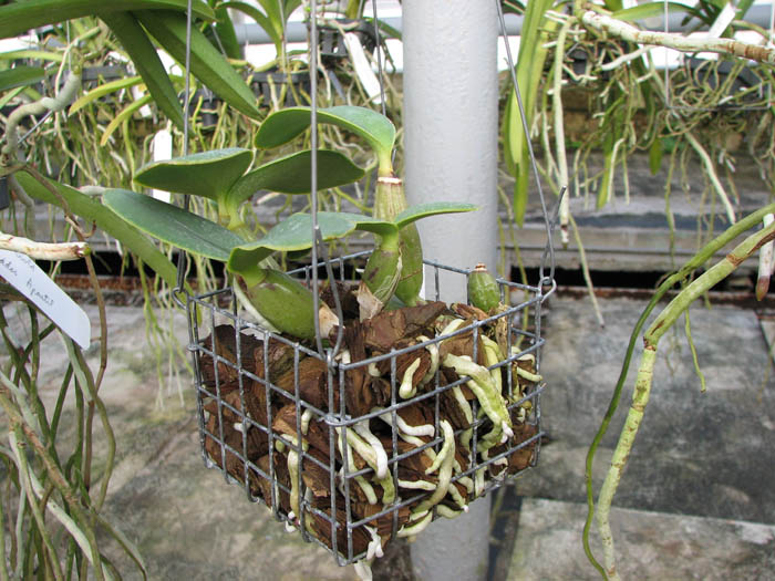 Cattleya nobilior tipo 'Rafael Wenzel' x Cattleya nobilior tipo 'Luciana'.jpg