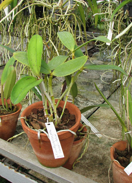 Cattleya amethystoglossa palha 'Gloriosa' x Cattleya amethystoglossa 'Palhina'.jpg