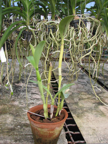 Cattleya bowringiana coerulea.jpg
