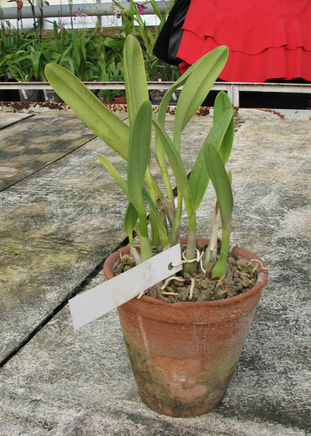Laelia crispilabia.jpg