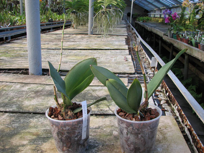 Oncidium papilio.jpg