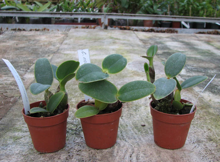 Cattleya nobilior amalie.jpg