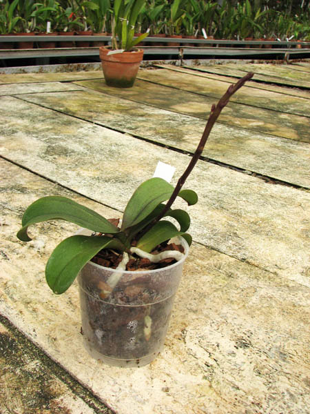 Asconopsis Irene Dobkin 'Orange'.jpg