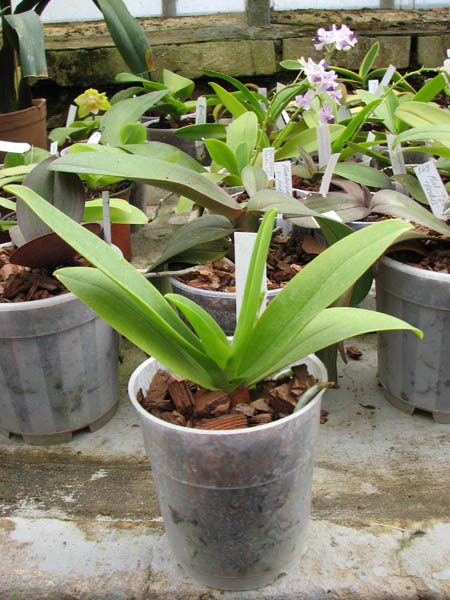 Doritaenopsis Kenneth Schubert x Doritaenopsis Purple Martin x Doritis pulcherrima 'Blue'.jpg