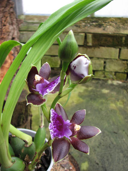 Zygopetalum hybrid 'Green'.jpg