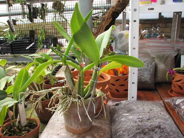 Laeliocattleya Azul Madoka 'Hsinying Blue Star'.jpg