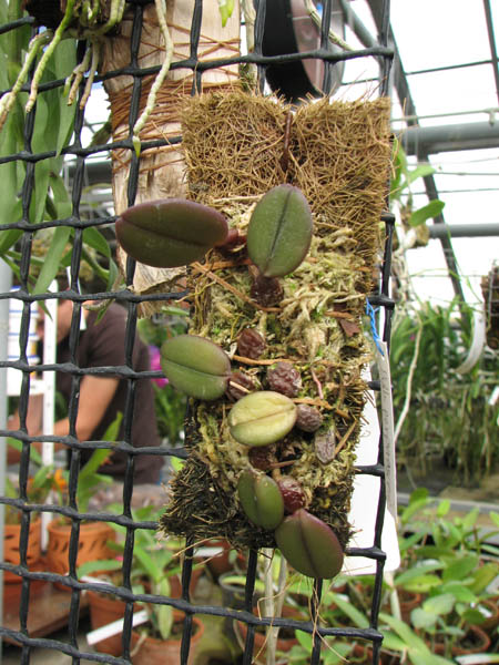 Bulbophyllum purpurascens.jpg