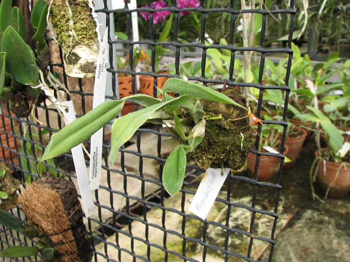 Rhynchostele cervantesii.jpg