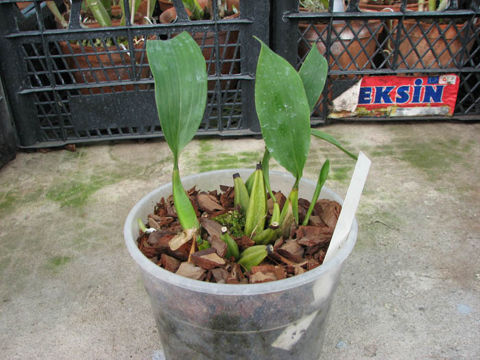 Bifrenaria harrisoniae.jpg