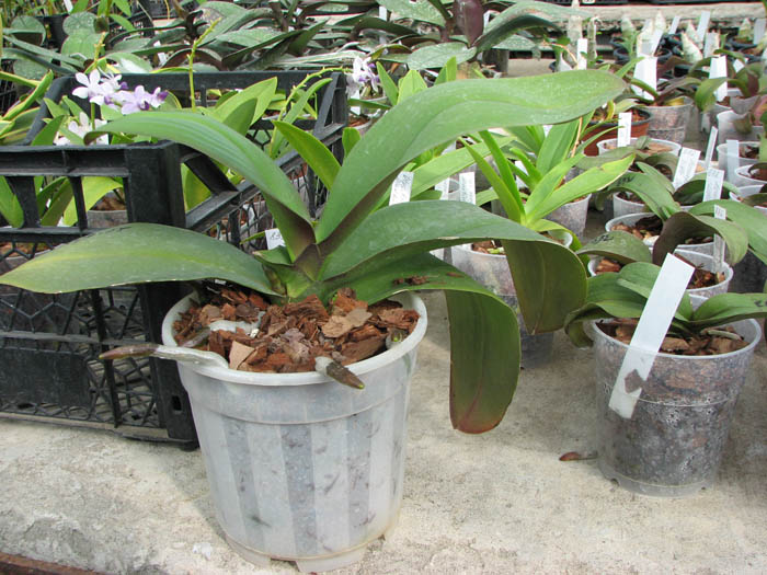 Doritaenopsis Chian Xen Pearl x Lianher Glory.jpg