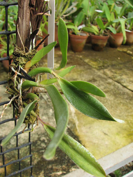 Sophronitis bicolor 'Ebani' x Sophronitis bicolor 'Munhol'.jpg