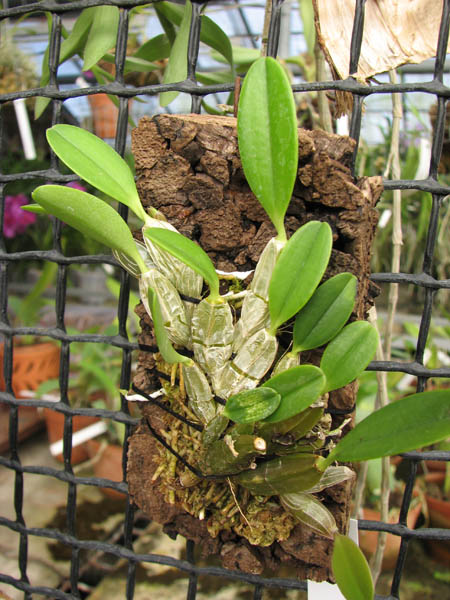 Dendrobium jenkinsii.jpg