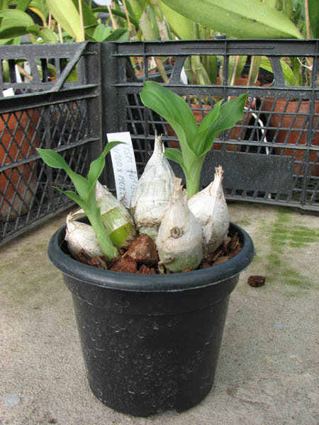 Catasetum fimbriatum (aureo x morrenianum).jpg