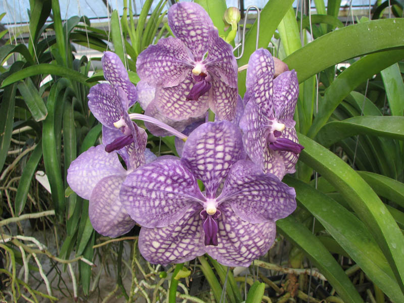 Vanda Pimporn x Vanda coerulea.jpg