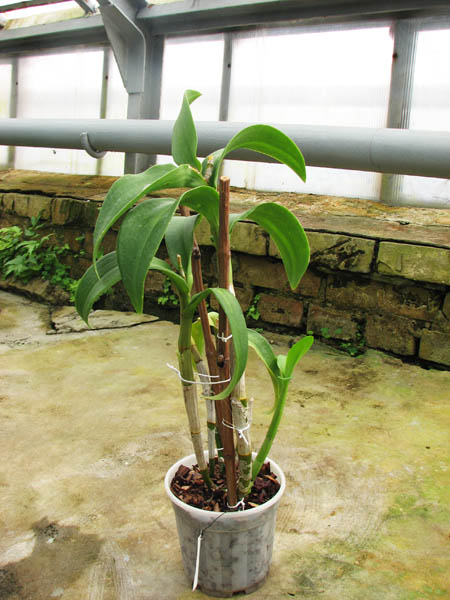 Dendrobium Nopporn Starbright.jpg