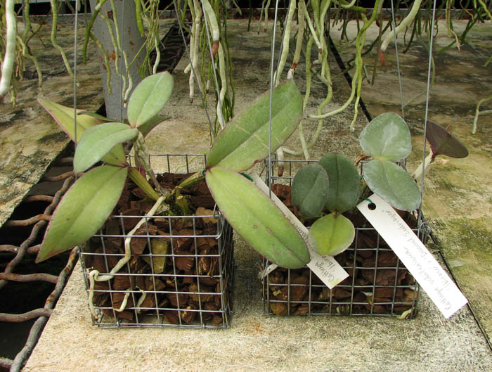 Cattleya schilleriana 'Ibiracu' x Cattleya schilleriana 'Daniel Endringer'.jpg
