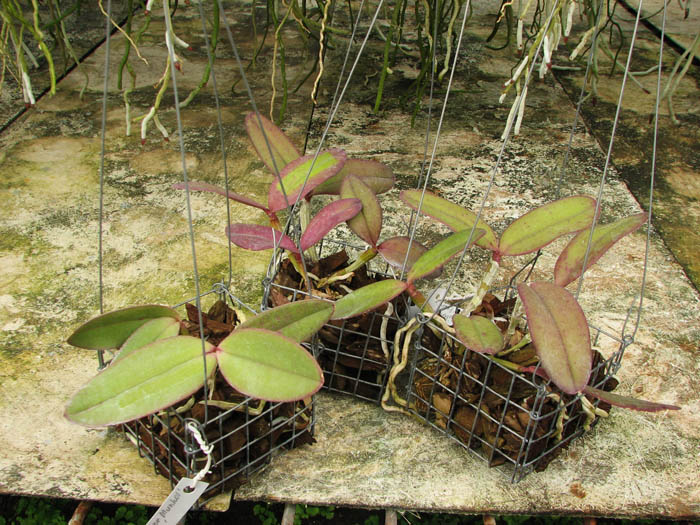 Cattleya schilleriana 'Cleber Munhol' x Cattleya schilleriana 'Pedra do Vento'.jpg