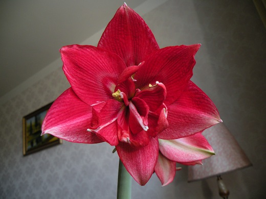 DSCN9513.JPG