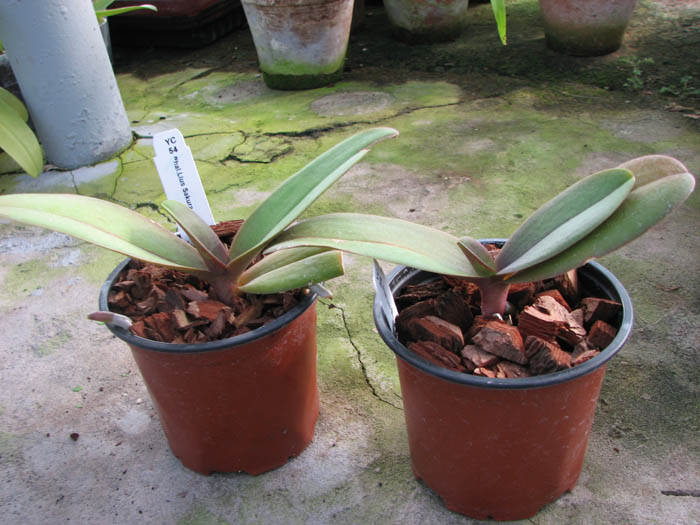 Doritaenopsis Lius Sakura.jpg