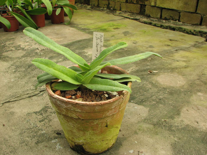 Paphiopedilum Prince Edward of York 'In-Charm' × Paphiopedilum armeniacum '#21'.jpg