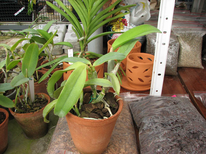 Laeliocattleya Dakao 'Flamea Enami'.jpg