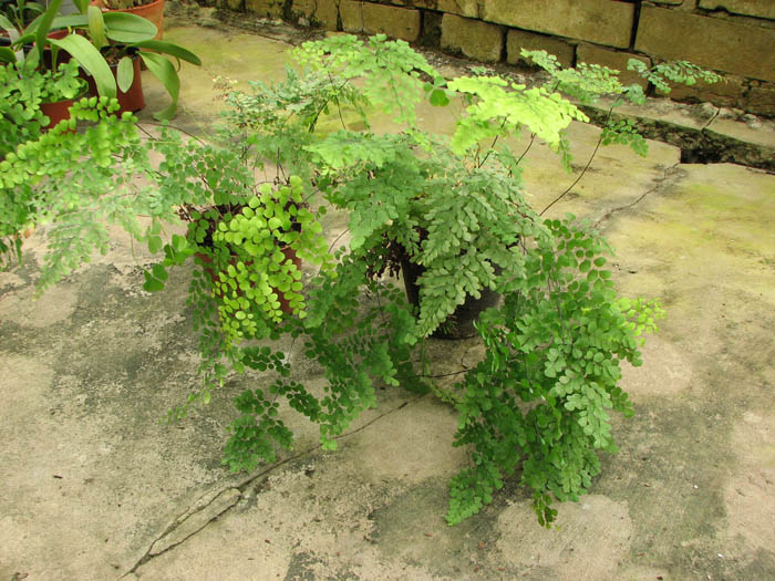 Adiantum venustum.jpg